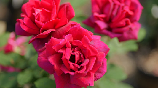Rosa | Berns Rose | Hybrid Tea - 3 Gallon