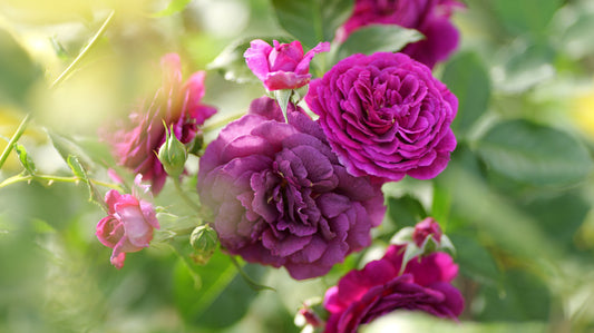 Rosa | Berns Rose | Floribunda - 3 Gallon