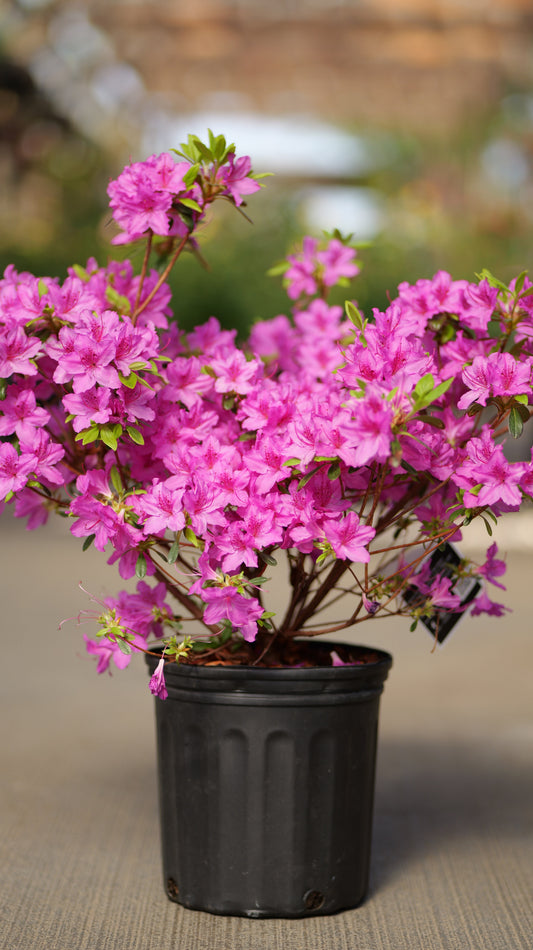 Rhododendron | Girard's Karen Azalea - 2 Gallon