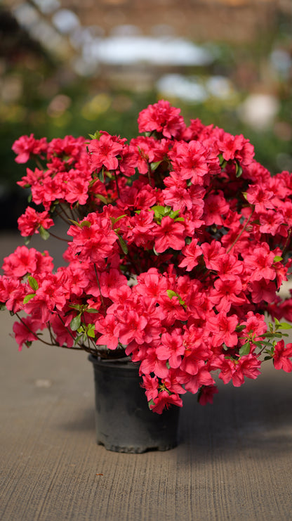 Rhododendron | Girard's Crimson Azalea