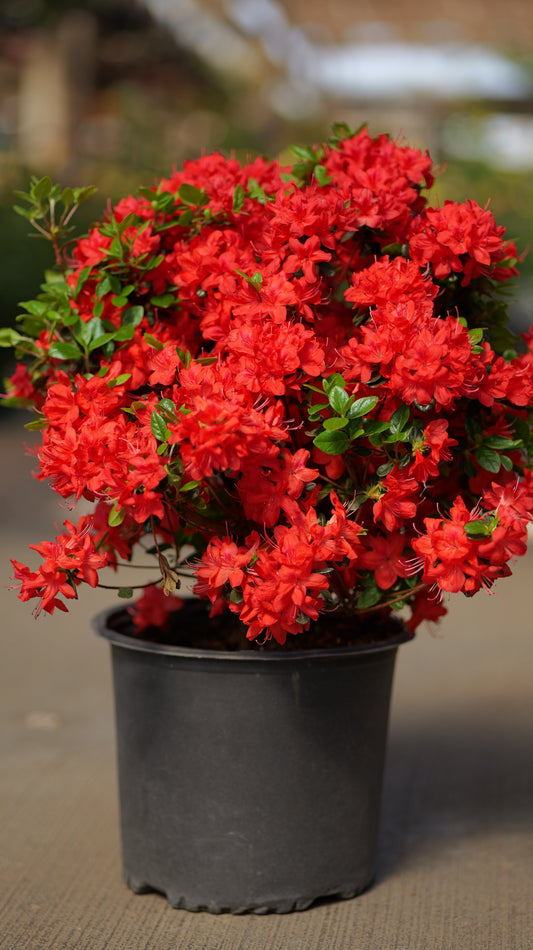 Rhododendron | Stewartstonian Azalea - 3 Gallon