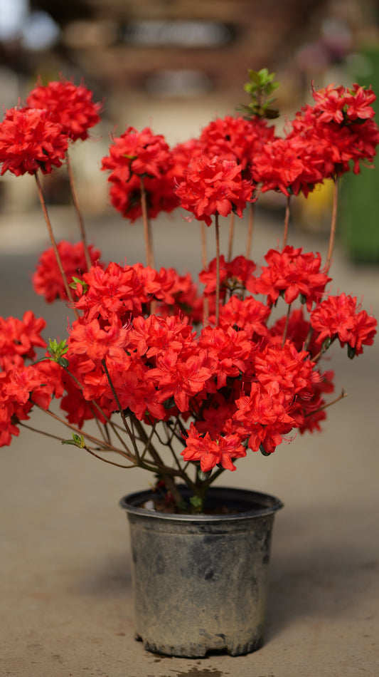 Rhododendron | Stewartstonian Azalea - 1 Gallon