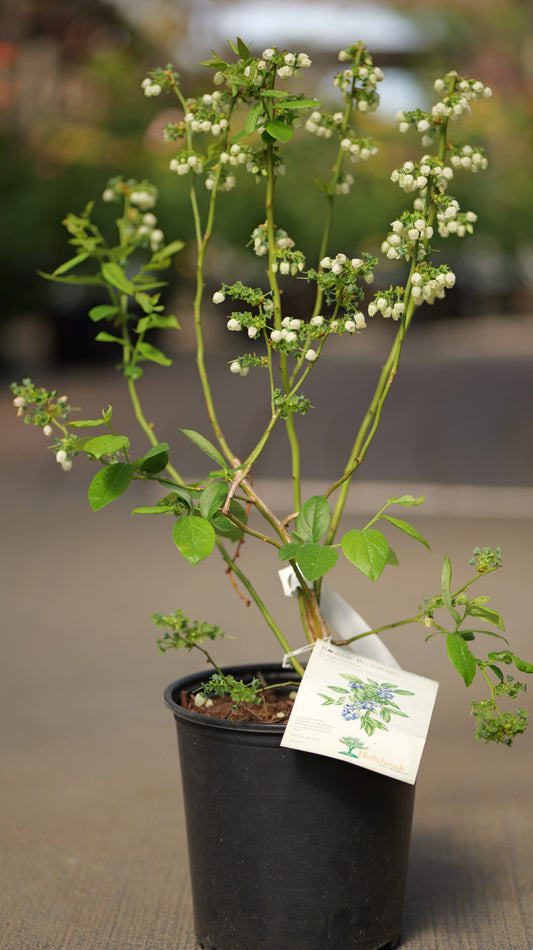 Vaccinium | Bluejay Highbush Blueberry - 2 Gallon