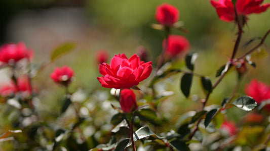 Rosa | Knock Out Rose