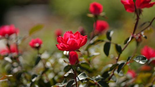Rosa | Knock Out Rose | Double Knock Out - 3 Gallon