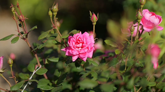 Rosa | Knock Out Rose | Pink Double Knock Out - 3 Gallon