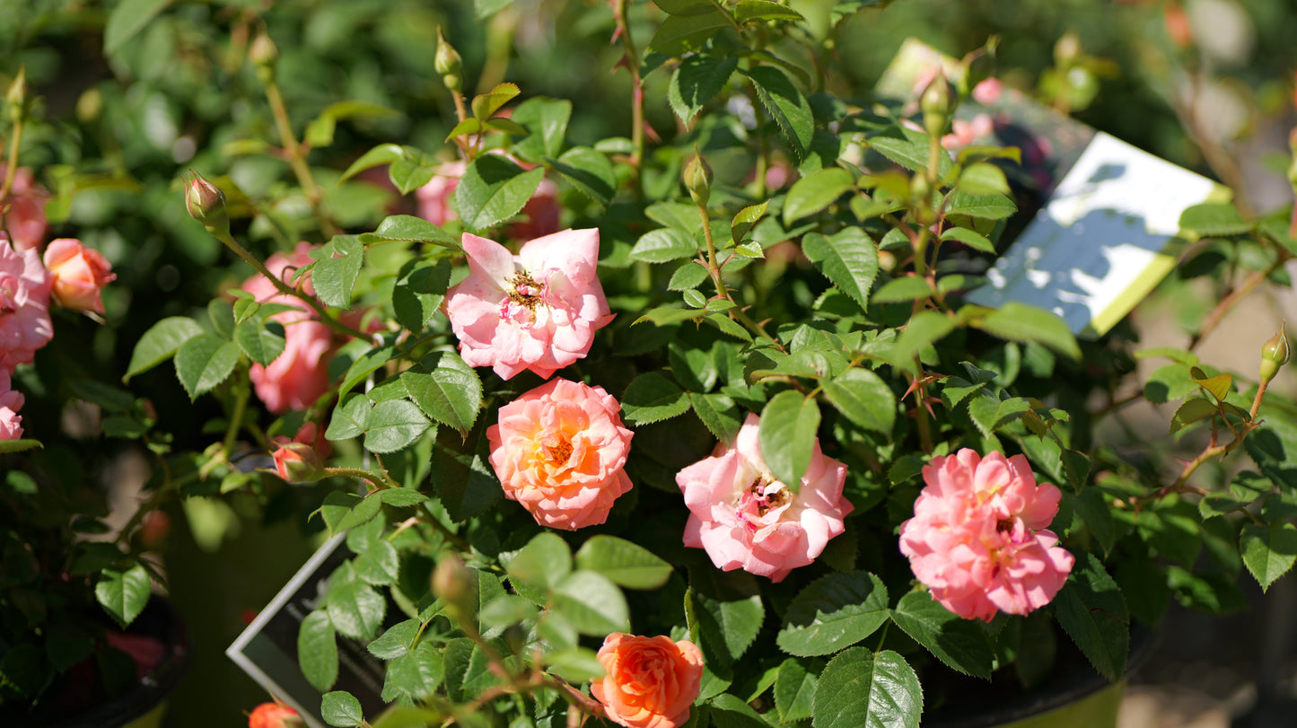 Rosa | Knock Out Rose | Orange Glow Knock Out - 3 Gallon