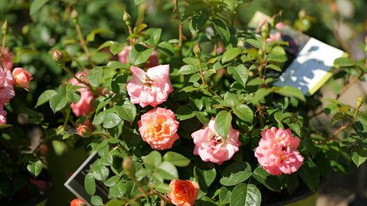 Rosa | Knock Out Rose | Orange Glow Knock Out - 3 Gallon