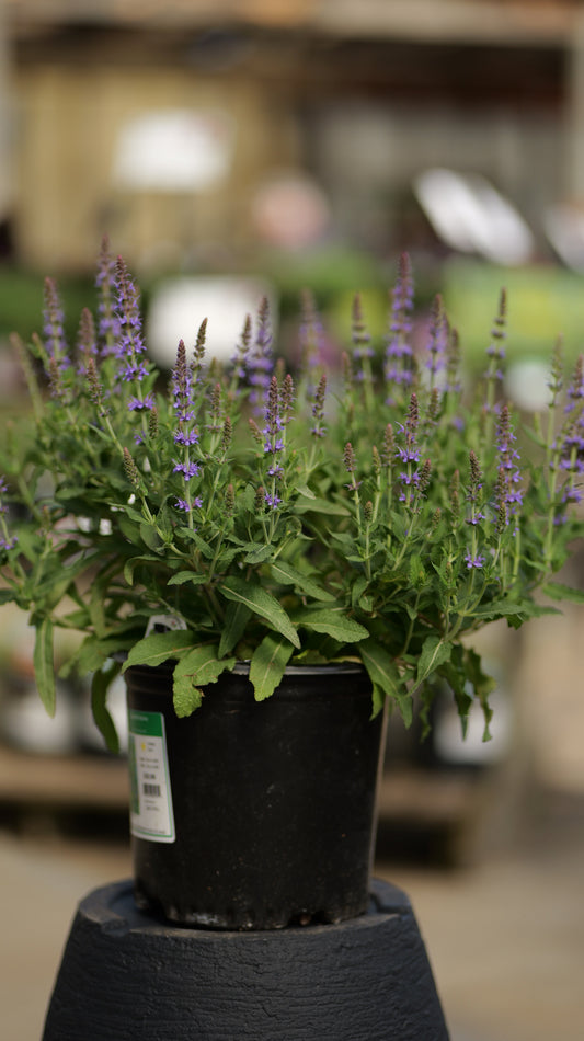 Salvia | Blue Hill Meadow Sage - 1 Gallon