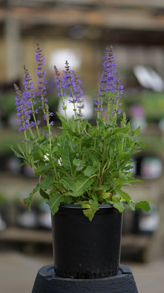 Salvia | May Night Meadow Sage - 1 Gallon