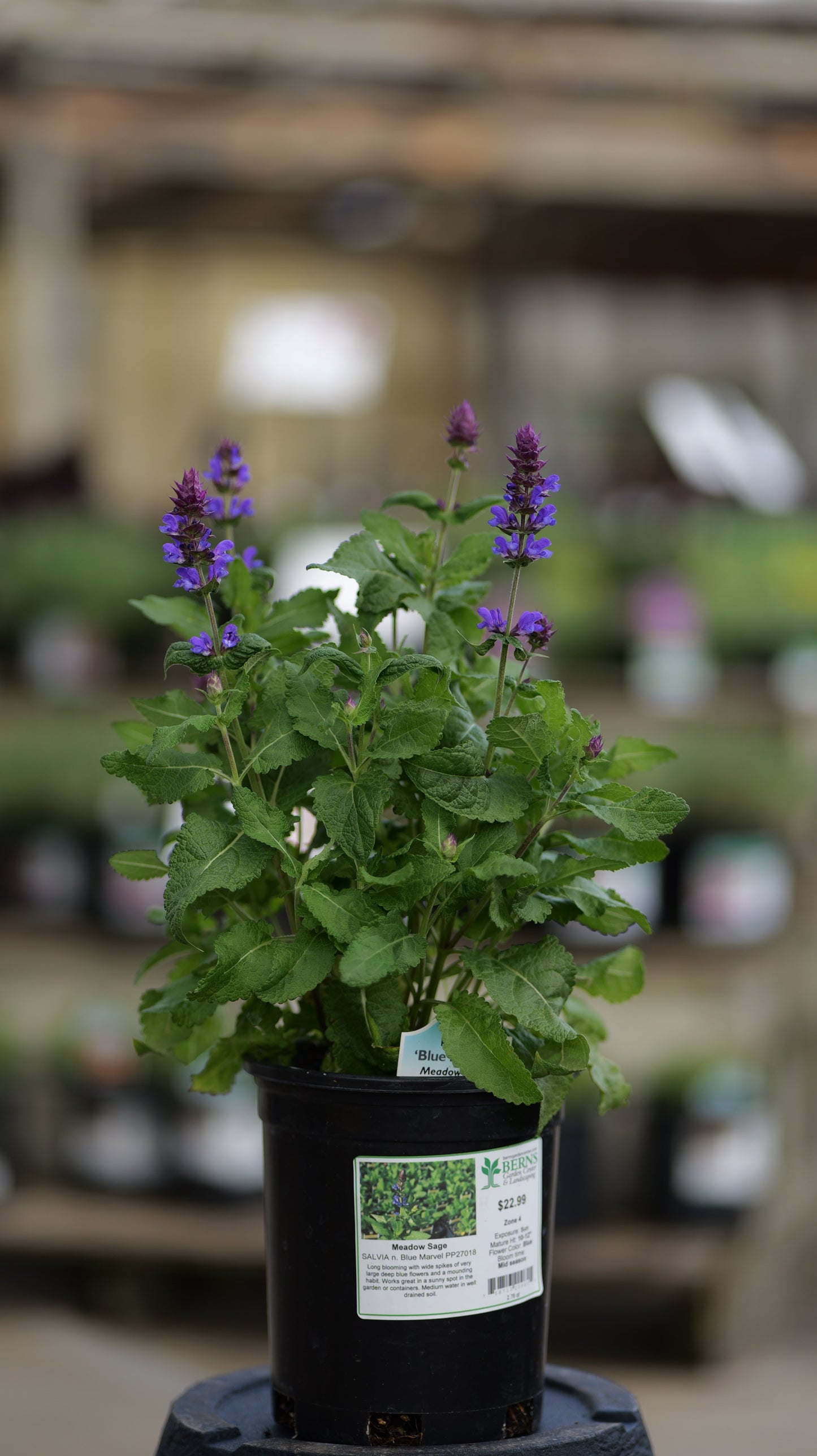 Salvia | Blue Marvel Meadow Sage - 1 Quart