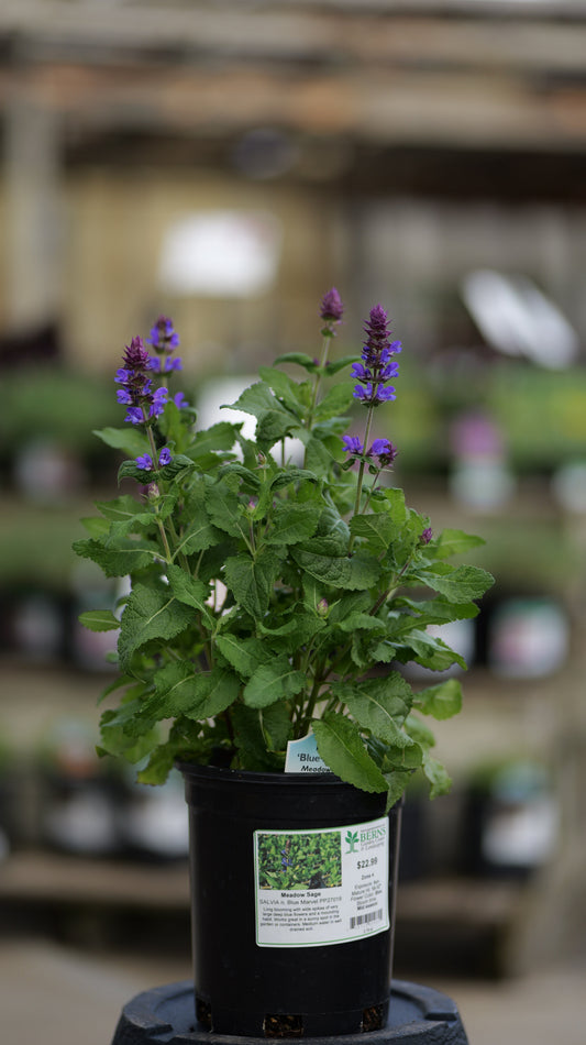 Salvia | Blue Marvel Meadow Sage - 1 Quart