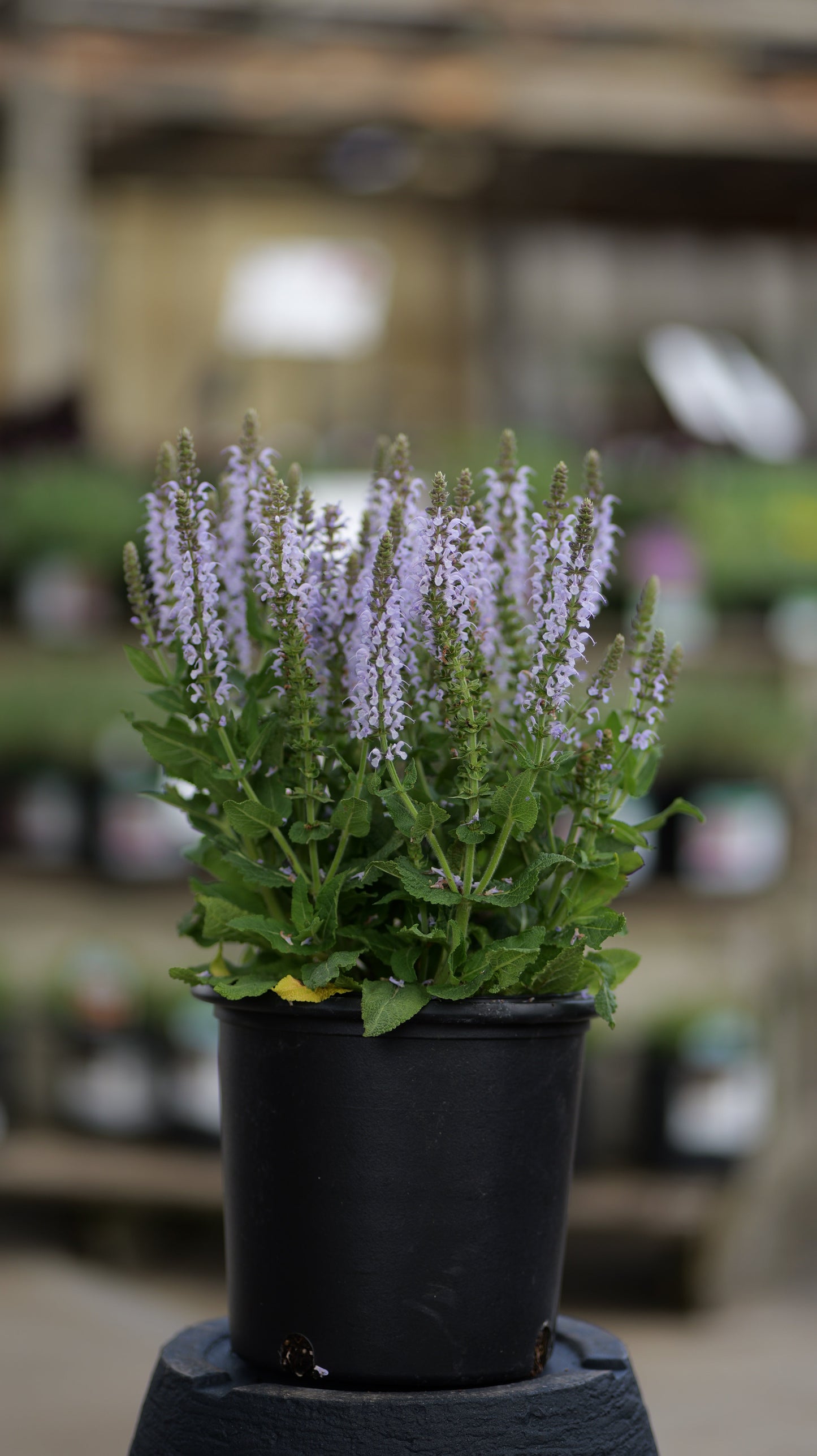 Salvia | Bumblesky Meadow Sage - 1 Gallon