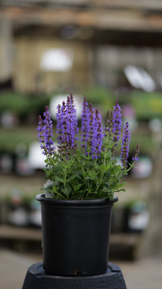 Salvia | Bumbleblue Meadow Sage - 1 Gallon