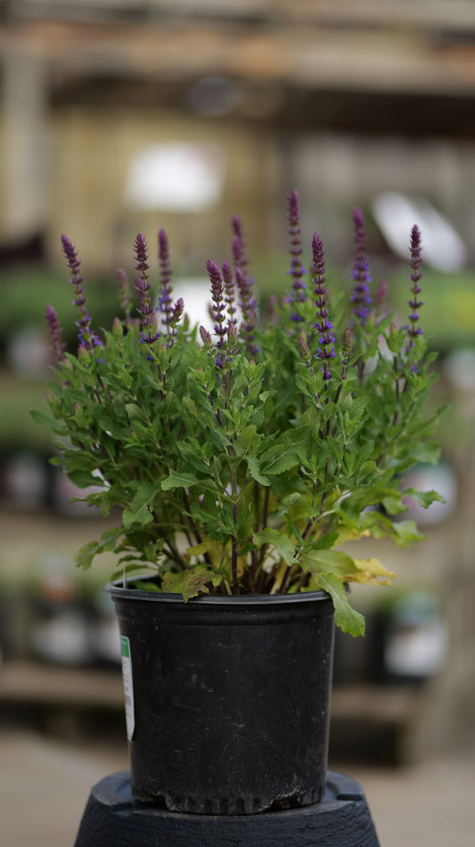 Salvia | New Dimension Meadow Sage | Blue - 1 Gallon