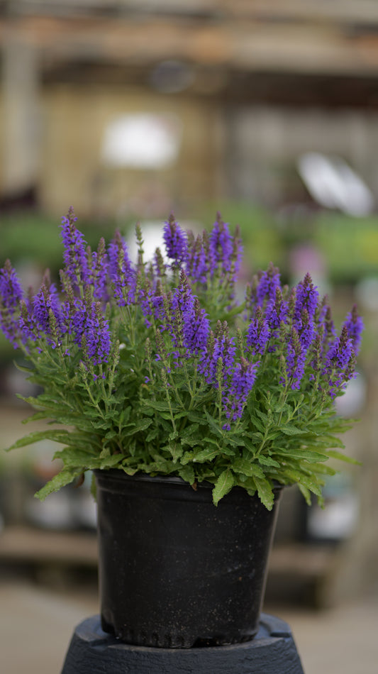 Salvia | Marcus Meadow Sage