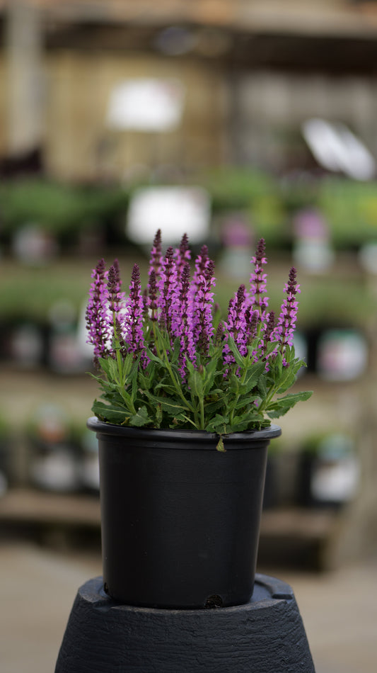 Salvia | Bumbleberry Meadow Sage - 1 Gallon