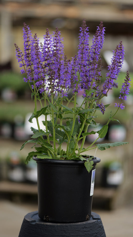 Salvia | Blue by You Meadow Sage - 1 Gallon