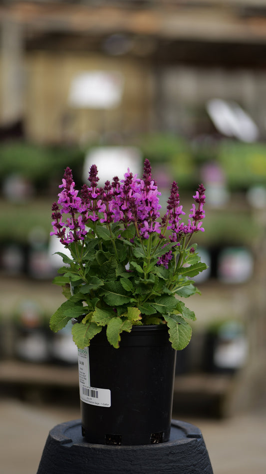 Salvia | Rose Marvel Meadow Sage - 1 Quart