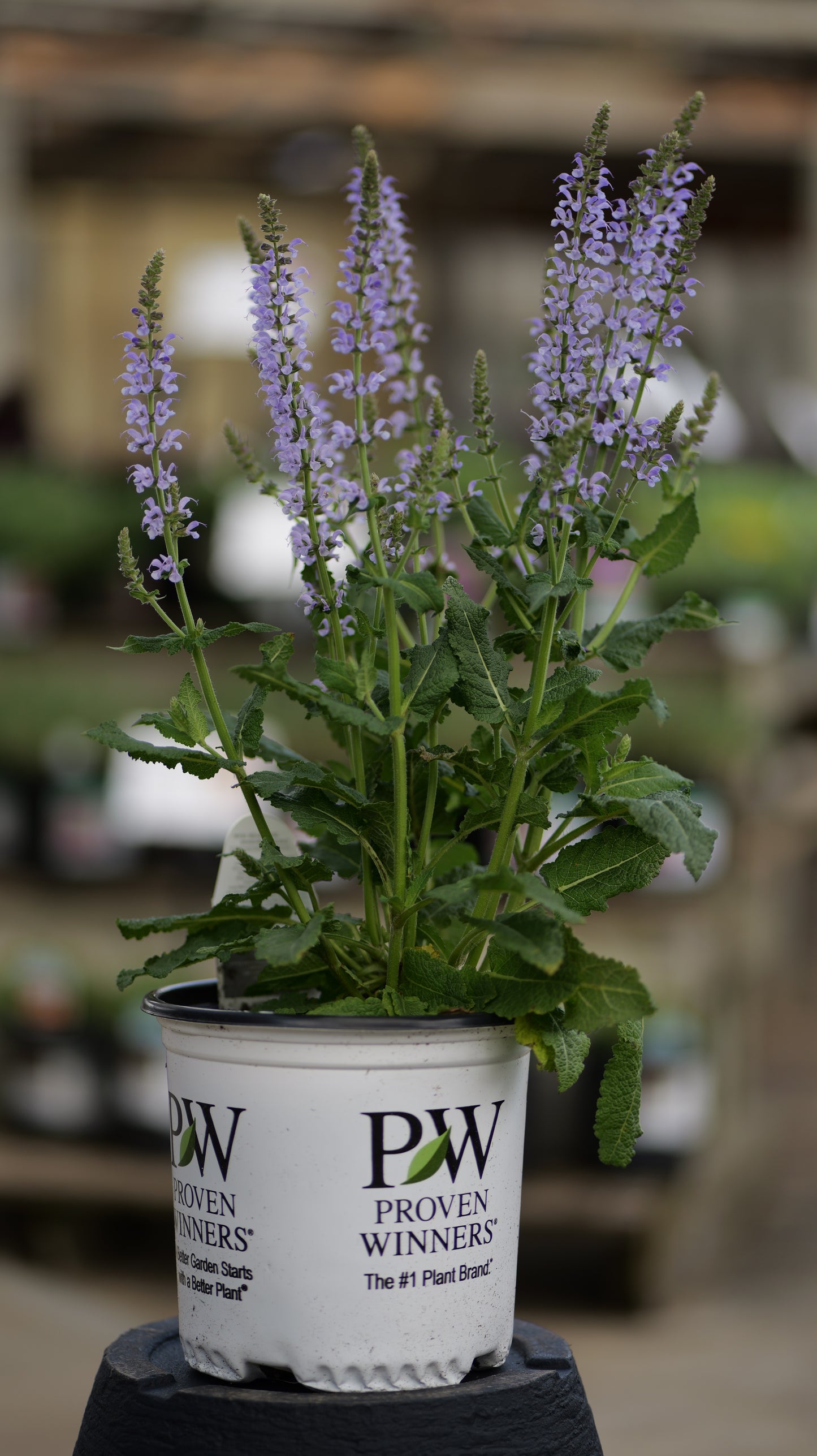 Salvia | Crystal Blue Meadow Sage