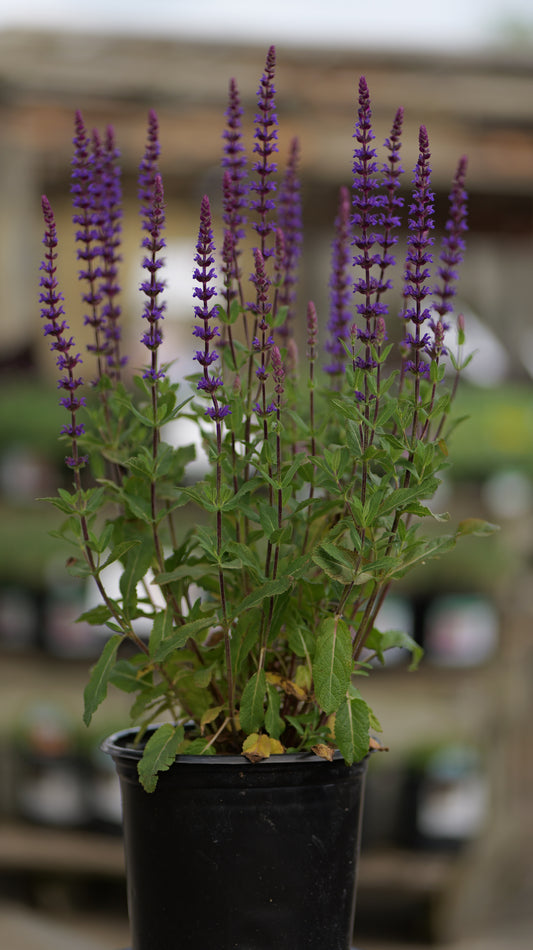 Salvia | Caradonna Meadow Sage