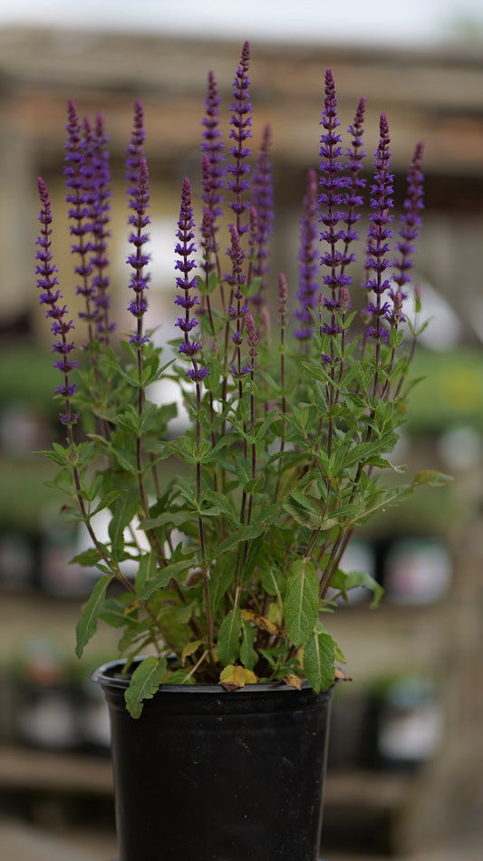 Salvia | Caradonna Meadow Sage - 1 Gallon