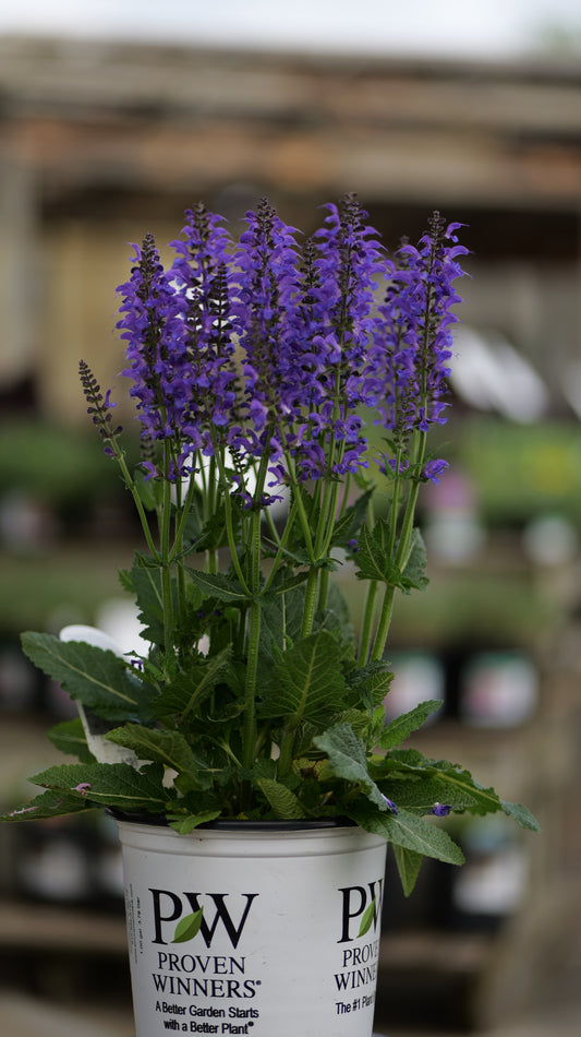 Salvia | Indiglo Girl Meadow Sage