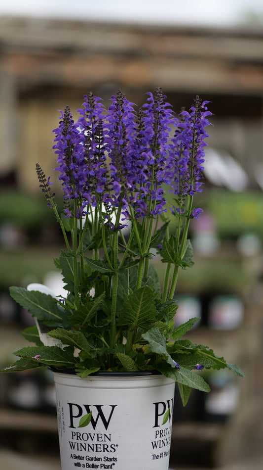 Salvia | Indiglo Girl Meadow Sage - 1 Gallon