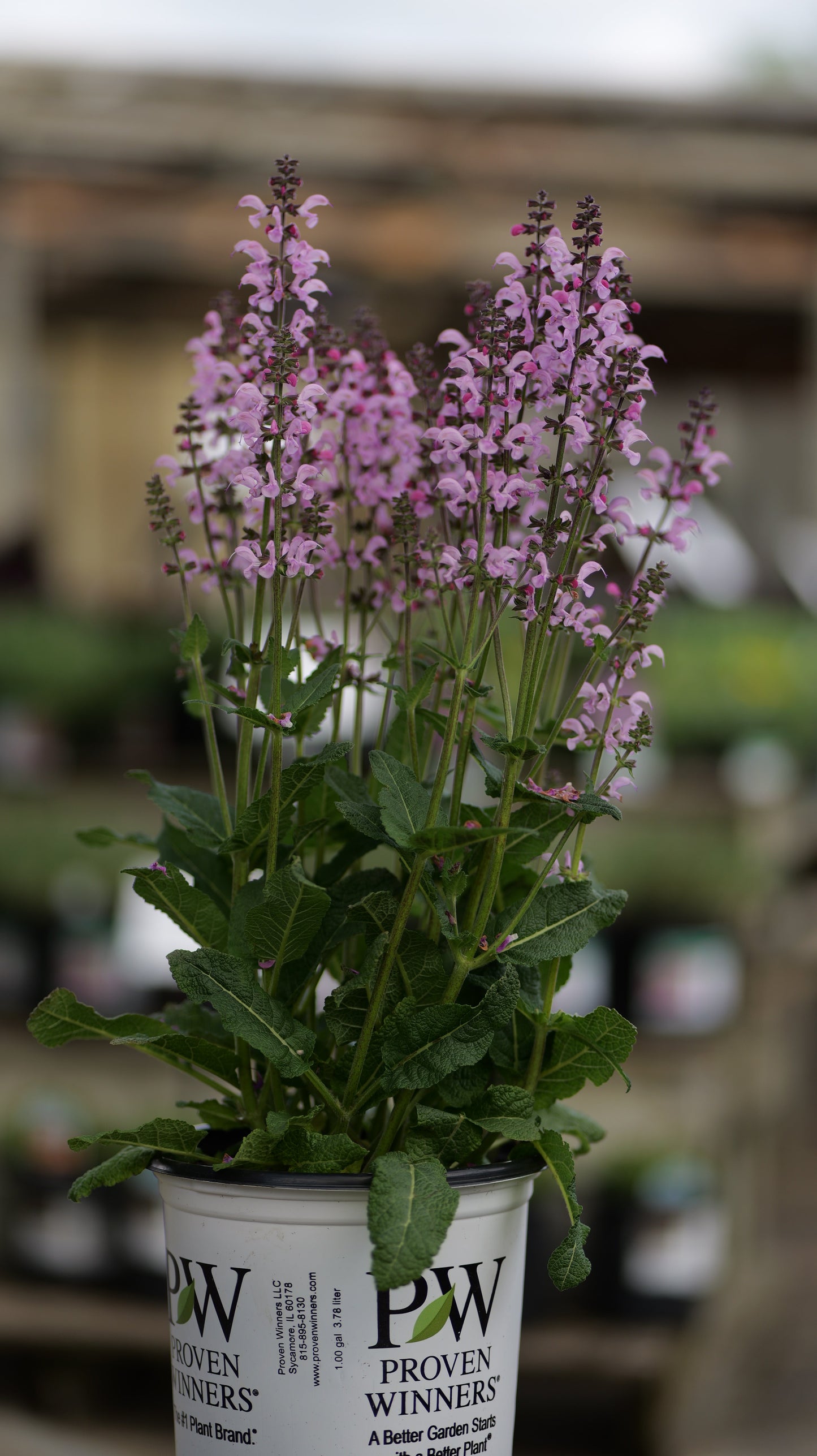 Salvia | Pink Dawn Meadow Sage - 1 Gallon