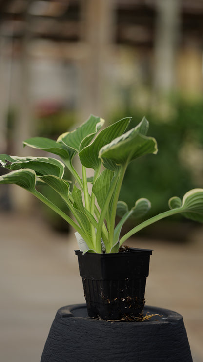 Hosta | Francee Hosta