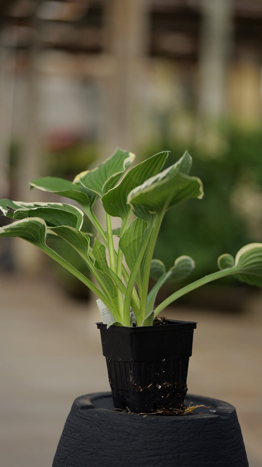 Hosta | Francee Hosta - 1 Quart