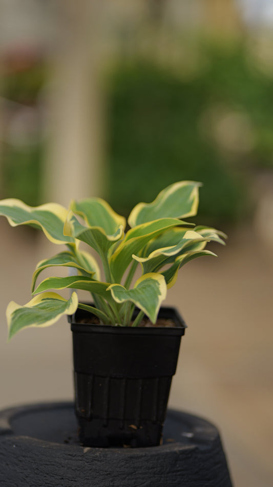 Hosta | First Frost Hosta - 1 Quart