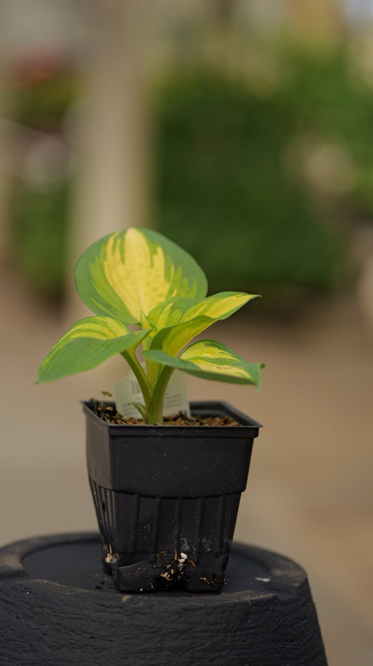 Hosta | Great Expectations Hosta - 1 Quart