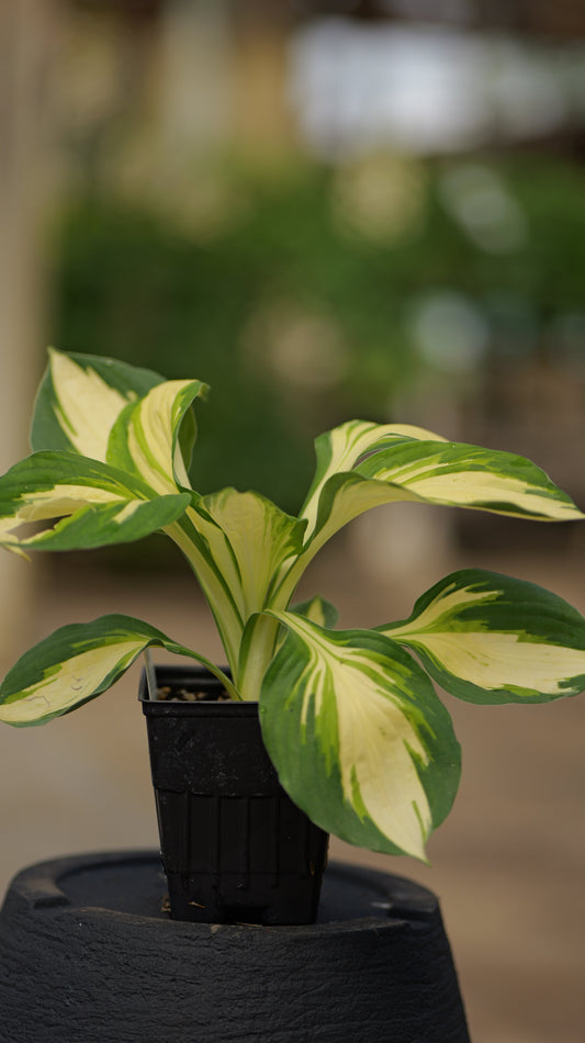 Hosta | Vulcan Hosta - 1 Quart