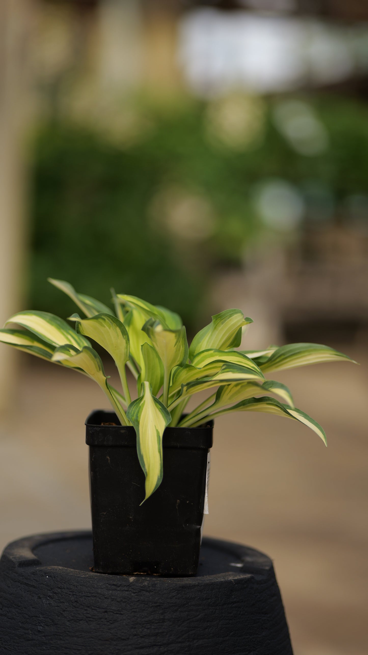 Hosta | June Hosta - 3 Gallon