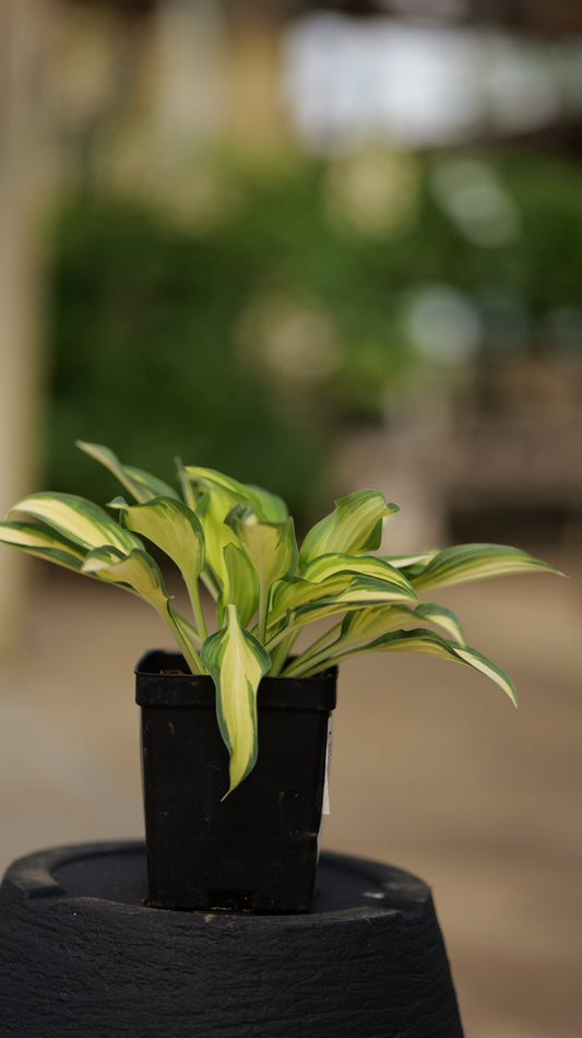 Hosta | June Hosta - 3 Gallon