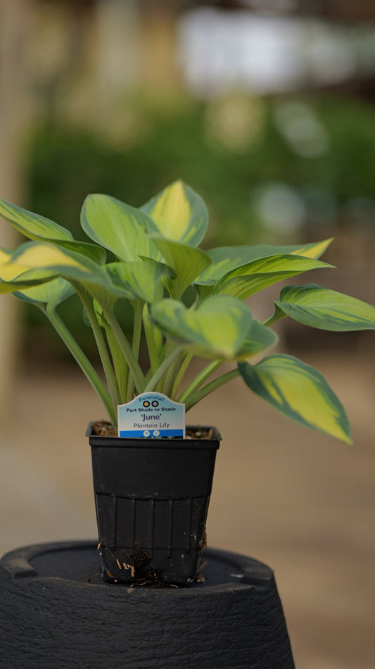 Hosta | June Hosta - 1 Quart