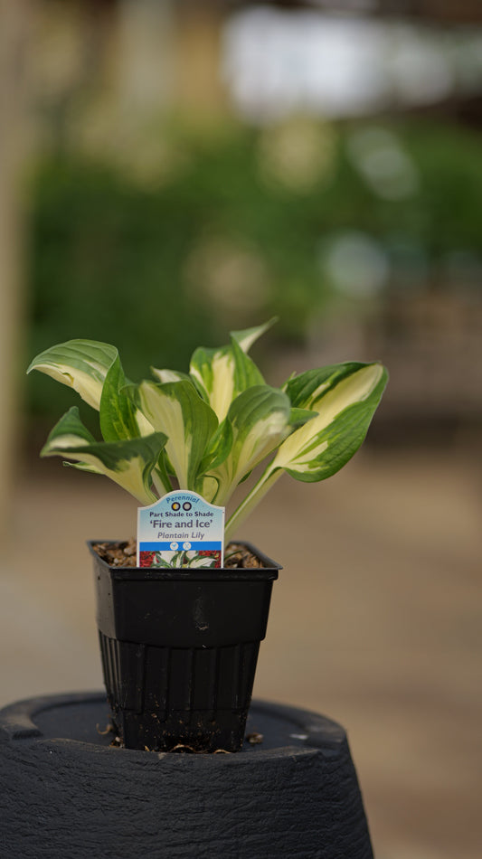 Hosta | Fire and Ice Hosta - 1 Quart