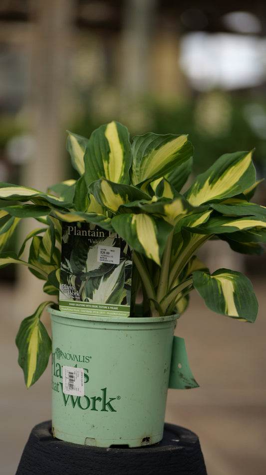 Hosta | Vulcan Hosta - 1 Gallon
