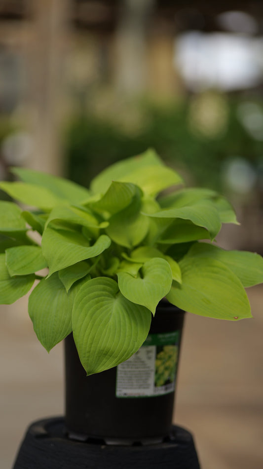 Hosta | City Lights Hosta - 1 Gallon