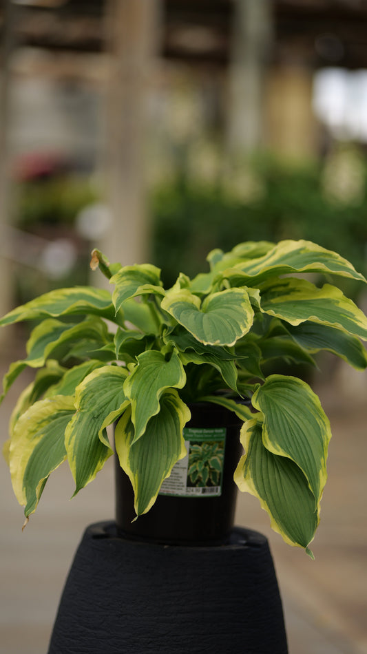 Hosta | Tropical Dancer Hosta - 1 Quart