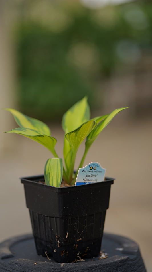 Hosta | Justine Hosta