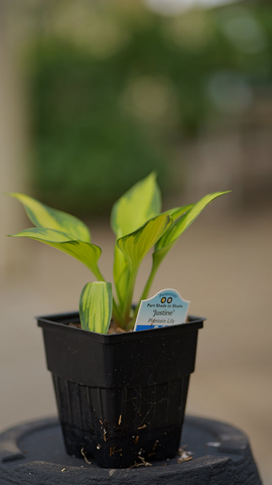 Hosta | Justine Hosta - 1 Quart