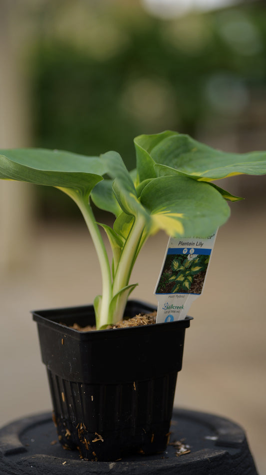 Hosta | Dream Weaver Hosta - 1 Gallon