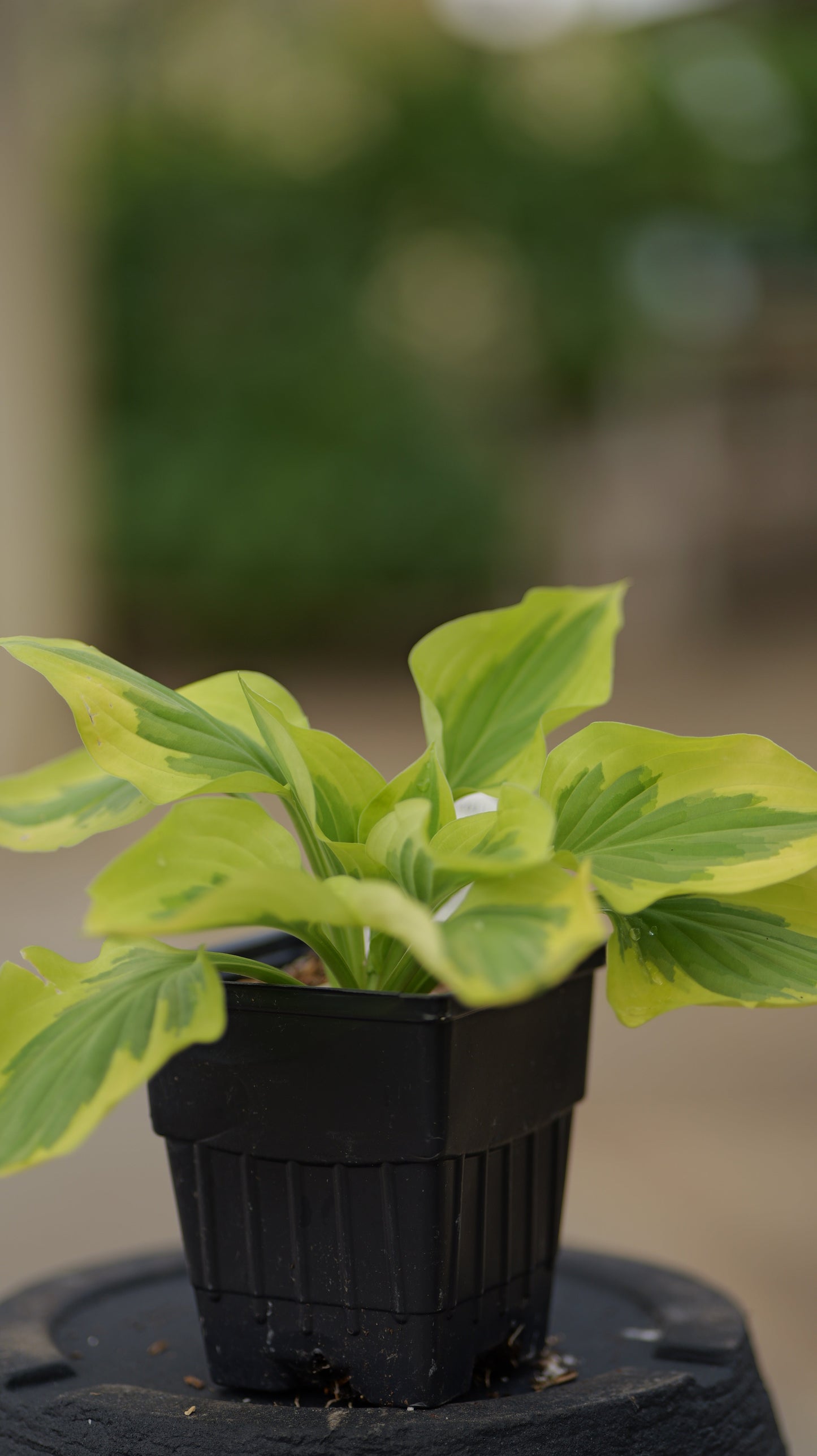 Hosta | Pilgrim Hosta - 1 Quart