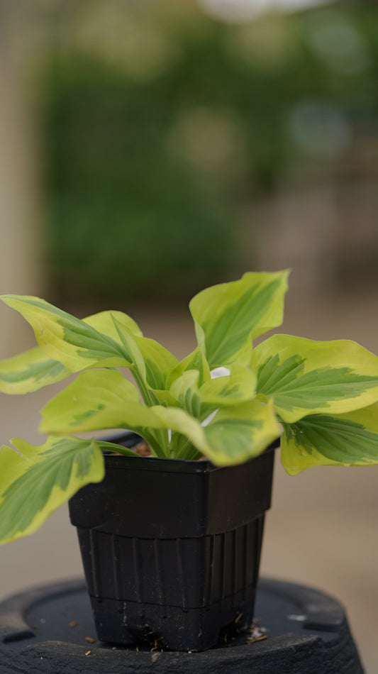 Hosta | Pilgrim Hosta - 1 Quart