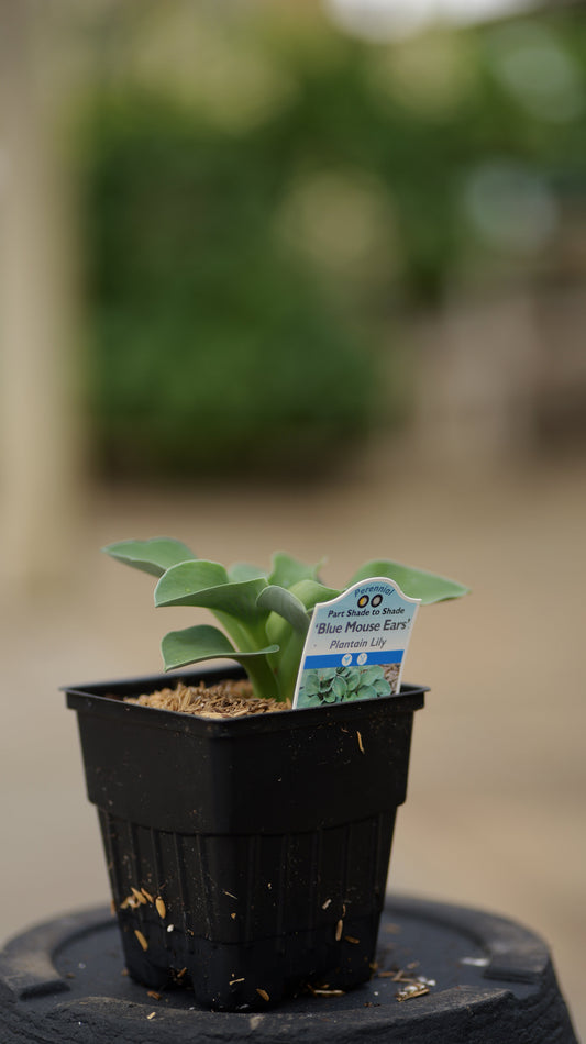 Hosta | Blue Mouse Ears Hosta - 1 Gallon