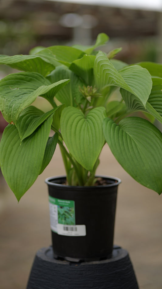 Hosta | Behemoth Hosta - 1 Gallon