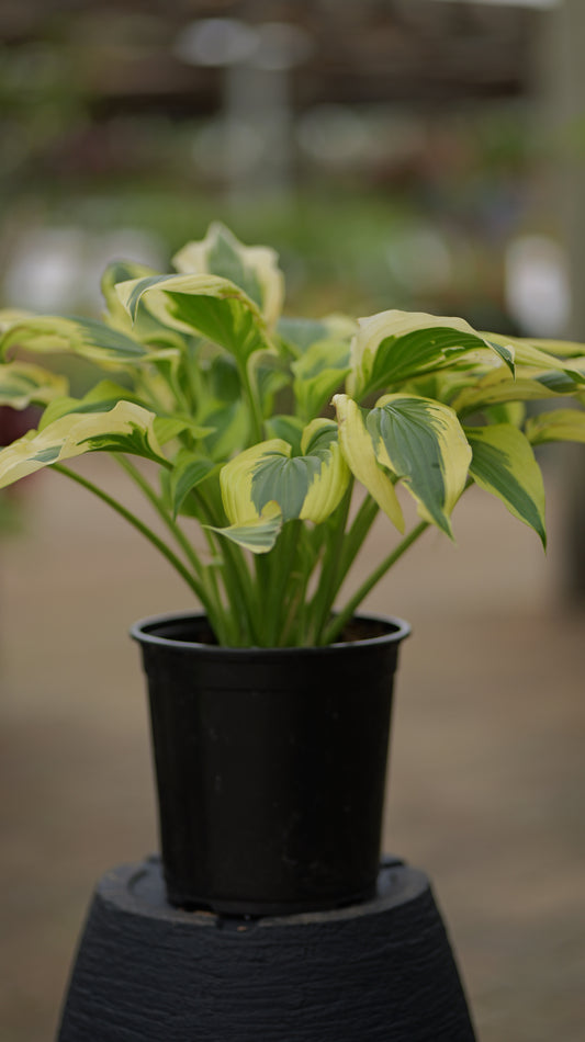 Hosta | Fantabulous Hosta