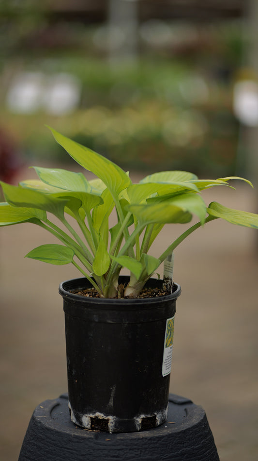 Hosta | June Hosta - 1 Gallon
